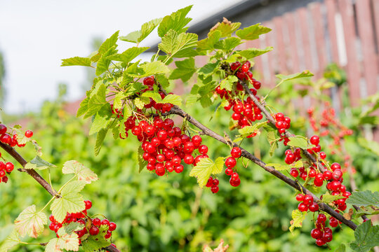 Close-up of a raspberry plant with several ripe red berries resting on textured green leaves.