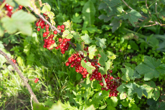 Close-up of a raspberry plant with several ripe red berries resting on textured green leaves.