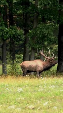 Massive Elk Bull Amazing Antlers Bugling 14 Points