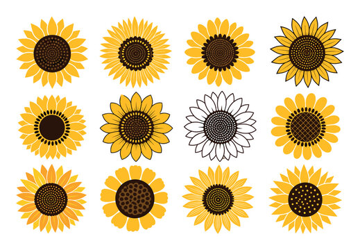 Sunflower vector illustration set of yellow blossoms with brown centers and one black and white outline flower for summer design elements