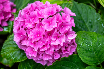 Obraz premium Pink hydrangea grows among green leaves in a garden setting
