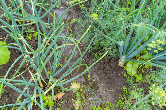 Overhead view of a vegetable garden with green onion and dill plants growing in wet soil.