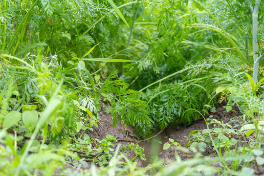Close-up of a garden bed with dense carrot foliage and finely divided green leaves growing in moist soil.