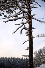 Obraz premium Children go tubing in the winter forest at minus fifteen degrees on inflatable tubes during winter break