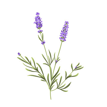 Elegant purple lavender bouquet on white, vector illustration