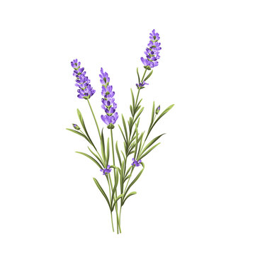 Elegant purple lavender bouquet on white, vector illustration