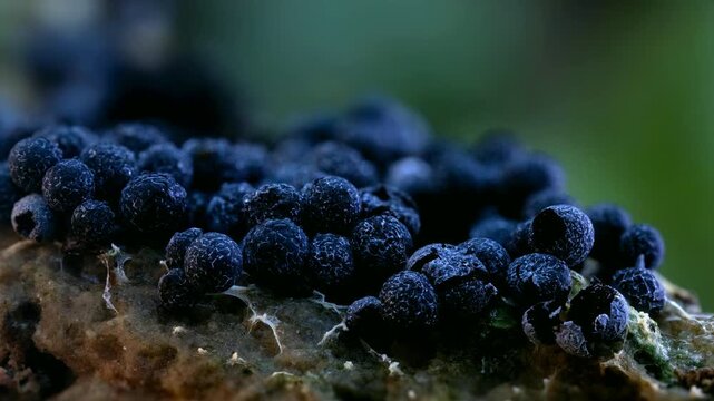 Slime Mold and Mold Growing in Extreme Macro, Microscopic Nature 4K Video. 
