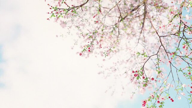 cherry blossom background