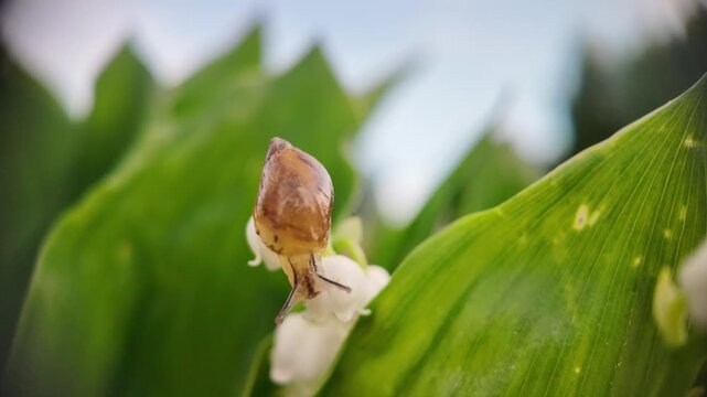 Continuation shot, snail successfully crosses to the neighboring flower, then continues crawling toward a nearby leaf