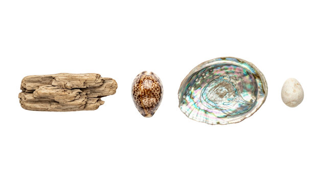 Assorted seashells and pearl on white background.
