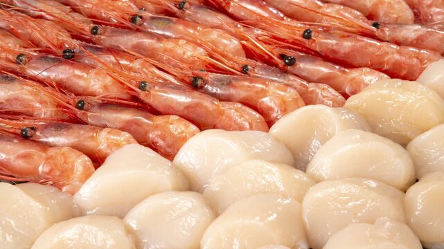 Fresh scallop adductor muscle and shrimp arranged as premium Japanese seafood ingredients