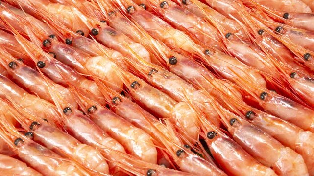 Fresh raw shrimp lined up in neat diagonal rows, premium seafood ingredient close-up