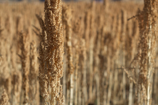 Dorados campos de cultivo de quinua org&aacute;nica en el valle del Mantaro en los andes peruanos en un d&iacute;a soleado