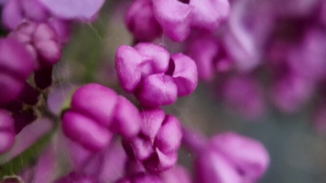 macro shot emerging from behind green leaves to reveal semi-open lilac buds. Soft focus gradually sharpens before fading into a gentle blur.