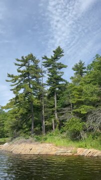 Towering Pines on Bone Island, Georgian Bay Islands National Park