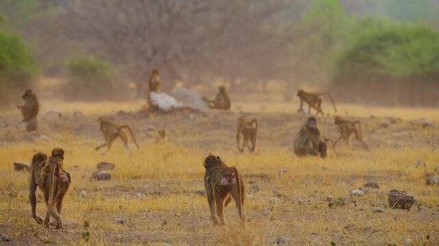 Slow motion footage of Yellow baboons (Papio Cynocephalus) moving together.