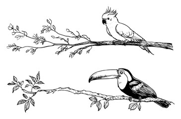 Cockatoo and toucan birds perched on tree branches in hand drawn sketch style © Kaz