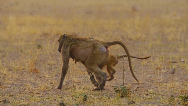 A baby Yellow baboon (Papio Cynocephalus) standing at the back of the mother baboon. South Africa.