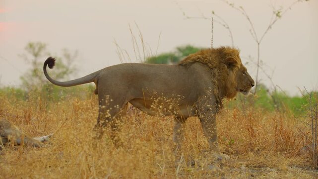 A male lion Seducing her partner lioness for mating. South Africa.