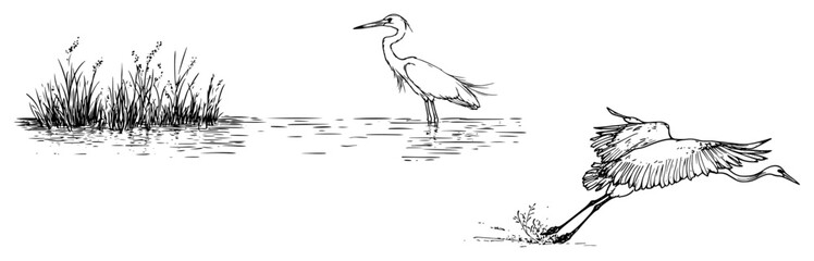 Fototapeta premium Herons in a wetland lake with water reeds in hand drawn sketch style