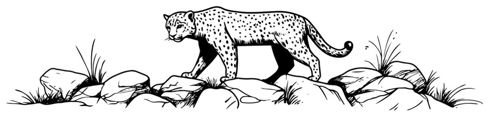 Leopard walking on rocky ground with wild grass hand drawn sketch style © Kaz