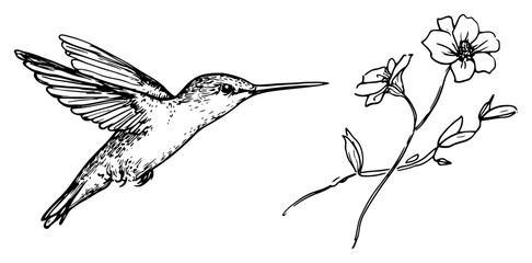 Hummingbird flying next to blooming wildflower branch hand drawn sketch © Kaz