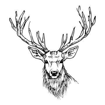 Deer stag head portrait with large antlers in hand drawn sketch style