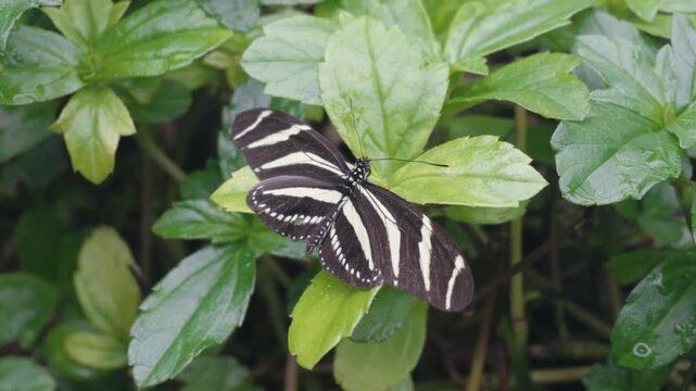 Zebra longwing butterfly resting on a green leaf