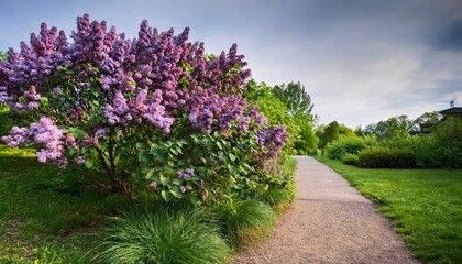 Obraz premium Unshaped Shrub With Violet Blossoms Nearby Path Wild Lilac Plant With Dense Green Foliage By Walkway Naturally Grown Lilac Shrub Displaying Vibrant Clusters Surrounding Footpath
