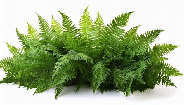 Natural Green Fern Bush Isolated