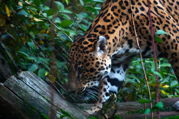 Fototapeta premium jaguar in the zoo