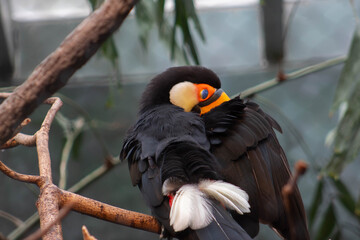 Toco toucan hiding behind its wing - Ramphastos toco - native to south america, they are know to inhabit savannas and rainforest © Polartundra Photos