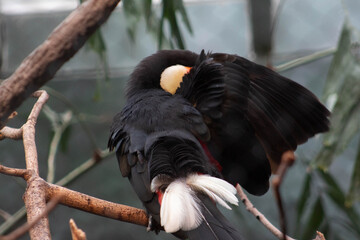Hiding Toco toucan - Ramphastos toco - native to south america, they are know to inhabit savannas and rainforest © Polartundra Photos