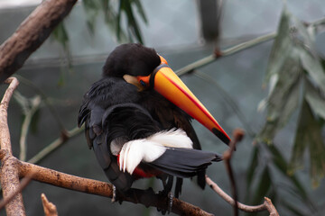 Toco toucan twisiting his neck - Ramphastos toco - native to south america, they are know to inhabit savannas and rainforest © Polartundra Photos