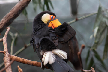 Toco toucan picking its wing - Ramphastos toco - native to south america, they are know to inhabit savannas and rainforest © Polartundra Photos