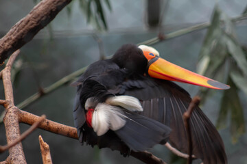 Toco toucan stretching - Ramphastos toco - native to south america, they are know to inhabit savannas and rainforest © Polartundra Photos