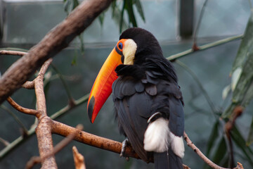 Toco toucan - Ramphastos toco - native to south america, they are know to inhabit savannas and rainforest © Polartundra Photos