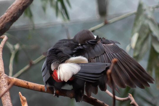 Toco toucan at the zoo - Ramphastos toco - native to south america, they are know to inhabit savannas and rainforest