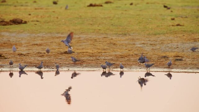 A flock of ring-necked dove (Streptopelia capicola) drinking water at a pond in south africa.