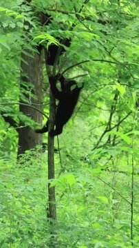 Adorable Black Bear Cub Feet Paws Playing Hanging From A Branch Funny Looks Like a Kid in Furry Pajamas