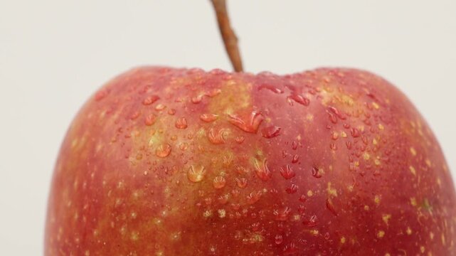 A single apple with water droplets.