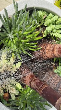 Watering tropical plants (real video NOT AI) 
