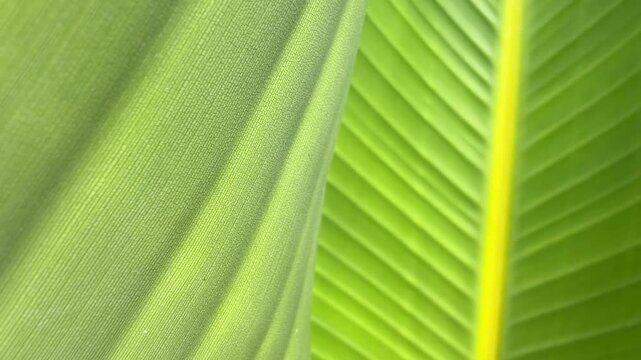 Abstract tropical leaf background video (real video NOT AI) 