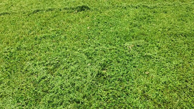 Freshly mowed green lawn 