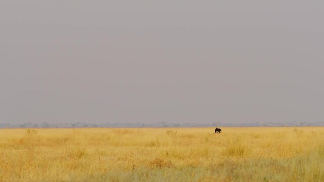 A wide angle shot of a common ostrich (Struthio camelus) standing in the middle of grasslands of Africa.