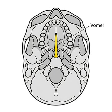 Anatomical diagram of human skull base with vomer bone.