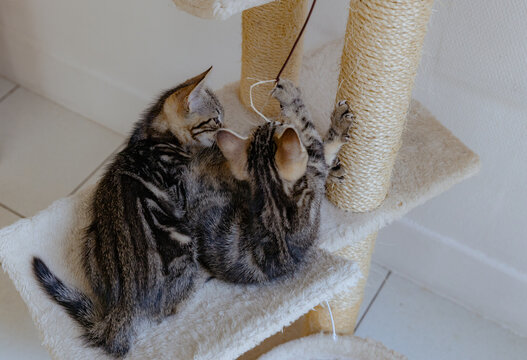 Portrait of two playing kittens with a toy in a cat house.