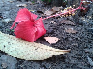 Fallen red hibiscus flower on dark wet soil © Vhipsta