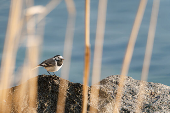 White wagtail motacilla alba perched on a rock by the water behind reeds at the Baltic Sea near Putbus on the Island of R&uuml;gen Germany
