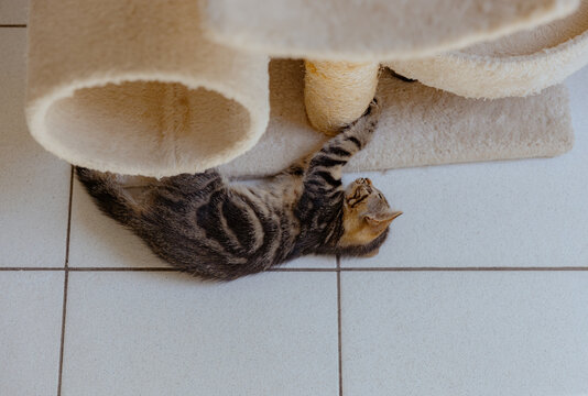 Portrait of one playing kitten with a cat house.